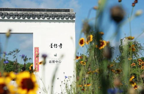 產(chǎn)業(yè)興旺新篇章 奉賢一村以攝制服務(wù)走出特色發(fā)展路